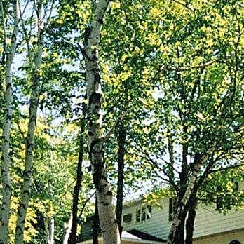 White Birch Inn