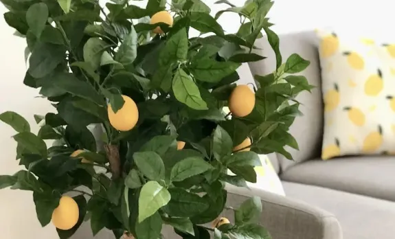 Yellow Lemon Tree - Appartement Centre Gares