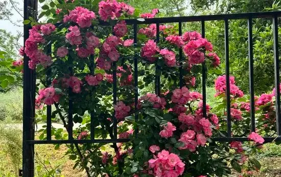 Shuying Courtyard Homestay (Sansheng Flower Valley Xingfu Meilin)