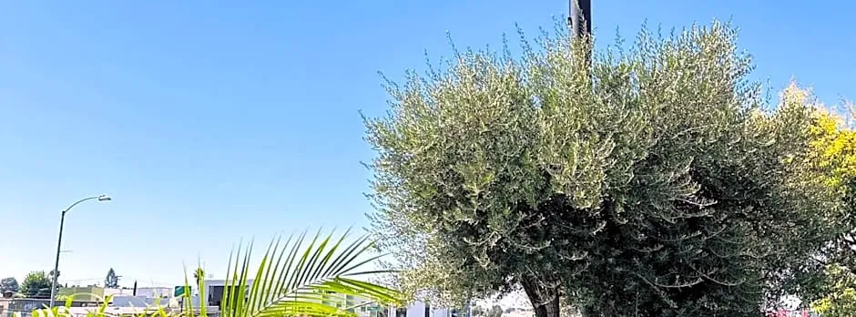Rodeway Inn Lemon Grove San Diego East