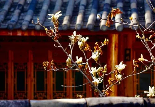 Jayden NAXI Healing Lodge臣安纳西疗愈小院 - Namaste