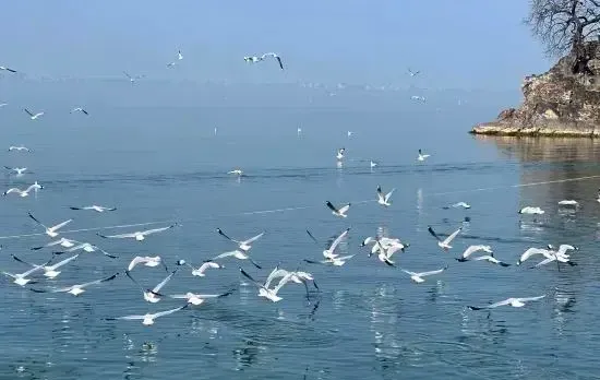 Early Spring Hotels in Dali City