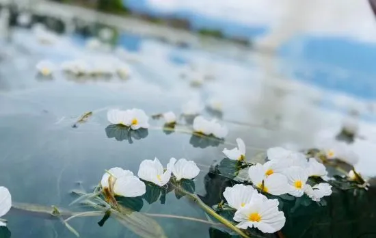 Lijiang Flower Sea Inn (South Gate of Ancient City)