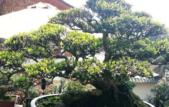Chongqing Yuanyuan Homestay (Nanshan Resort Shop)