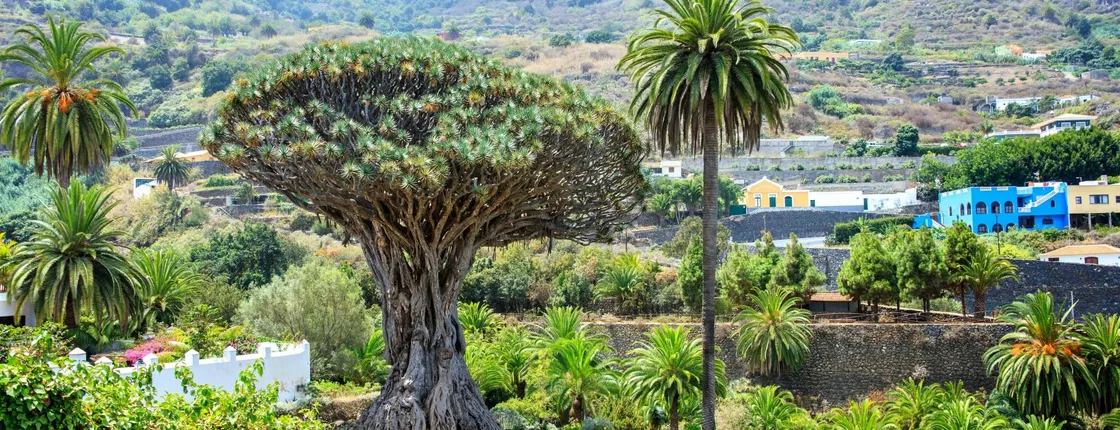 Northwest Tenerife full-day tour with Canarian lunch