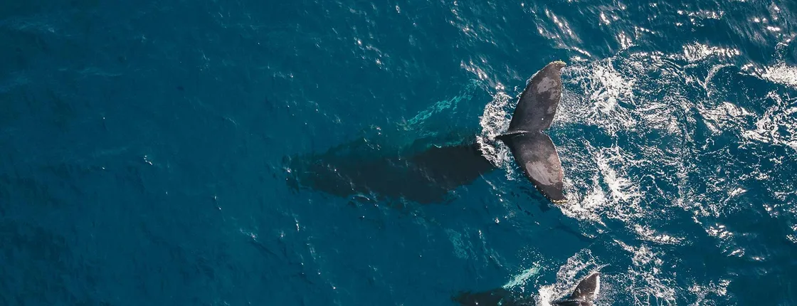 Los Cabos whale watching glass bottom boat cruise GBB