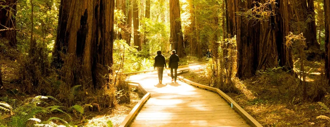 San Francisco Hop-On Hop-Off and Muir Woods Tour