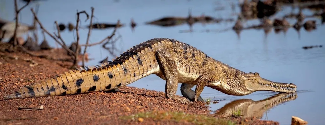 Jumping Crocodiles and Wildlife Adventure Tour from Darwin