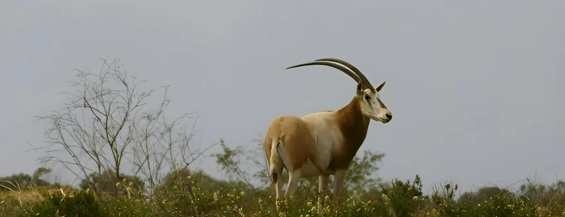 Half-day wildlife and nature tour from Agadir or Taghazout