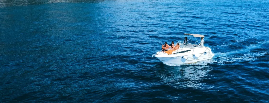 Whale and dolphin watching private tour