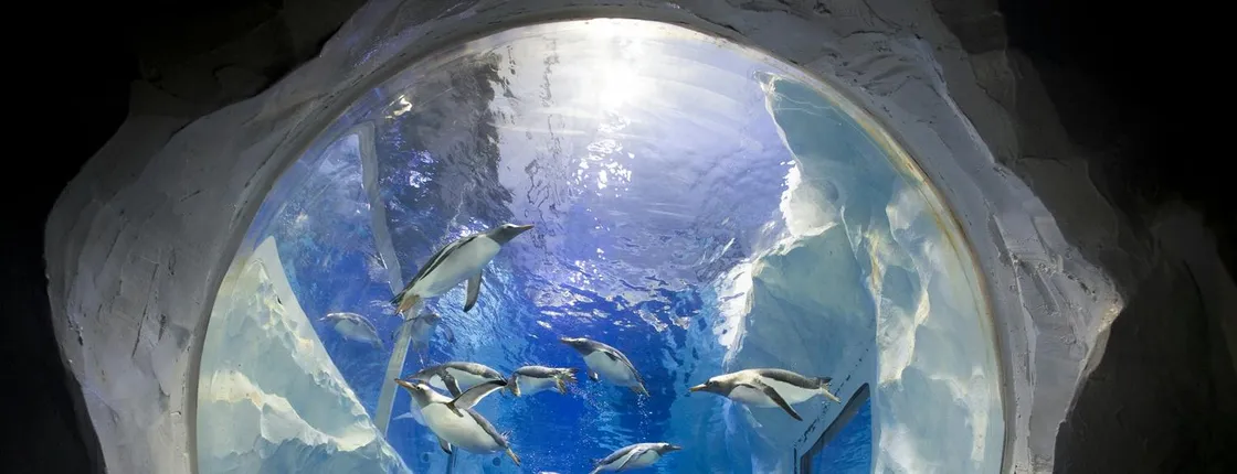 Entrance ticket to National Sea Life Centre Birmingham