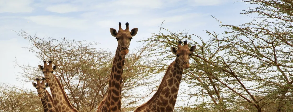 Bandia half-day safari from Saly or Somone