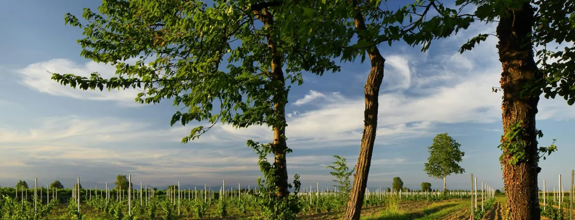 Ornella Bellia Winery Guided Tour with Tasting in Pramaggiore