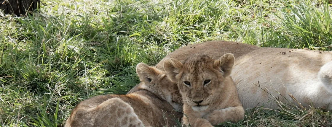 Serengeti, Ngorongoro, Tarangire 4-day private safari from Zanzibar