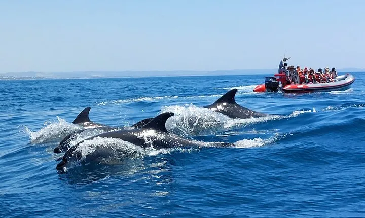 Dolphins Search and Benagil Caves from Albufeira