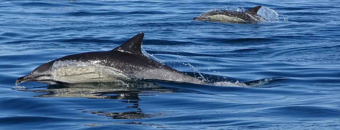 Dolphin watching tour in the Algarve