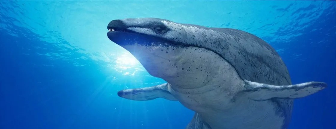 Hurghada Tour by Night with the Grand Aquarium and Dinner