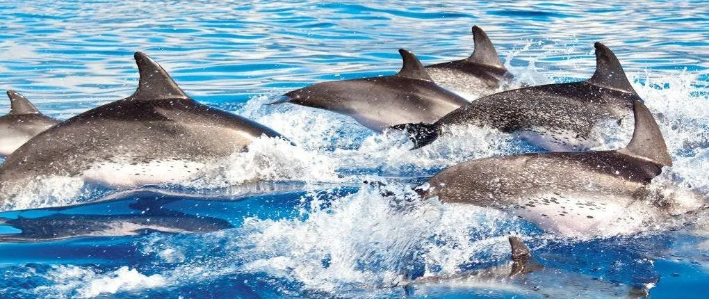 Delphinus Xelha dolphin trainer experience