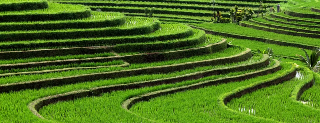Jatiluih Rice Terrace and Batukaru temple tour