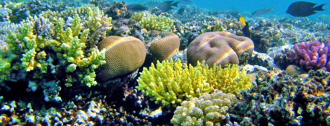 Discover Magawish Island with snorkeling cruise and lunch in Hurghada