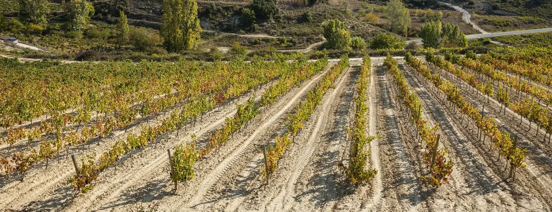 Visit to two wineries in La Rioja with pintxos from Bilbao