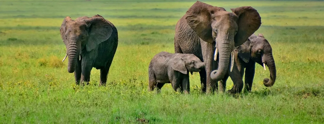 Serengeti and Ngorongoro Crater 4-day safari with hot air balloon