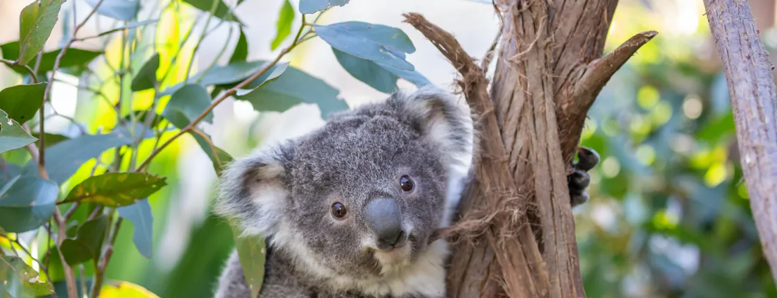 Wildlife Sydney Zoo tickets