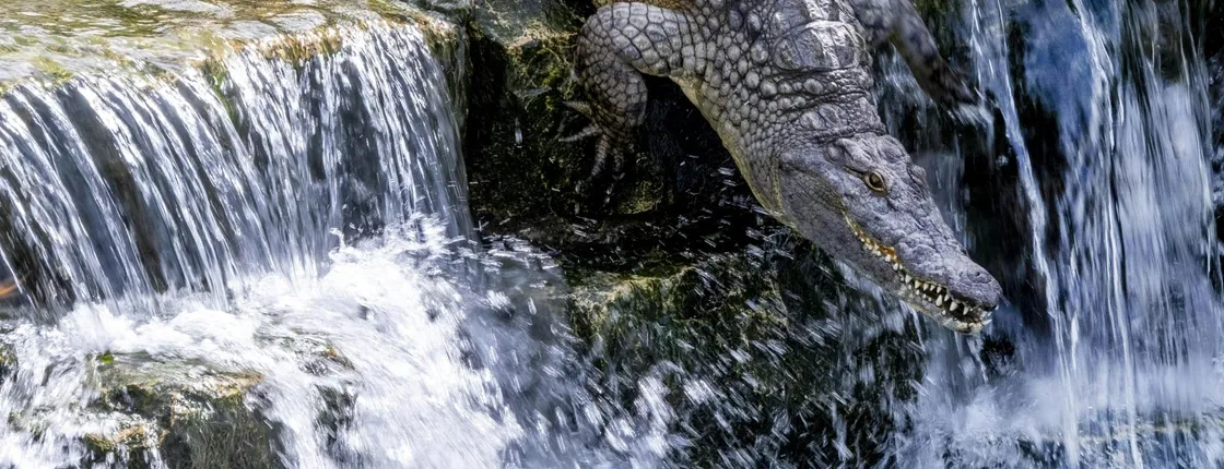 Dubai Crocodile Park Admission Ticket