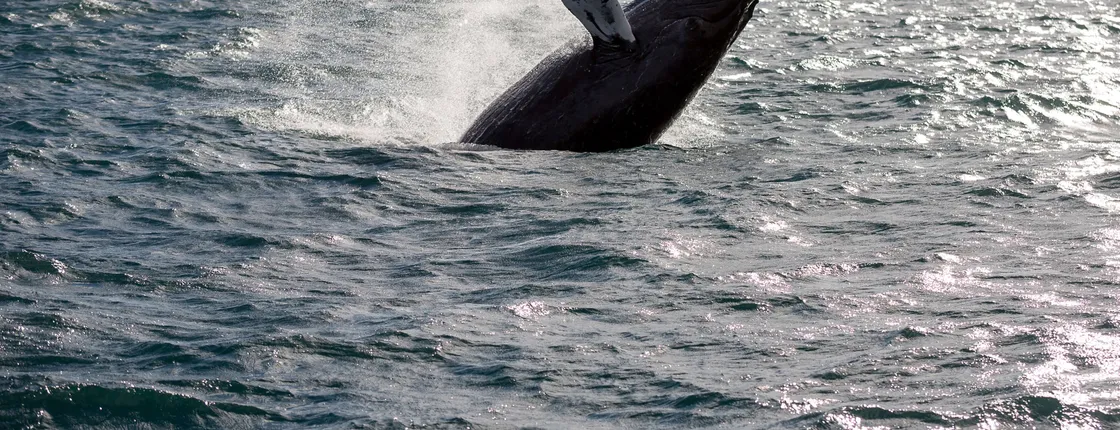 Whale watching tour in Reykjavik