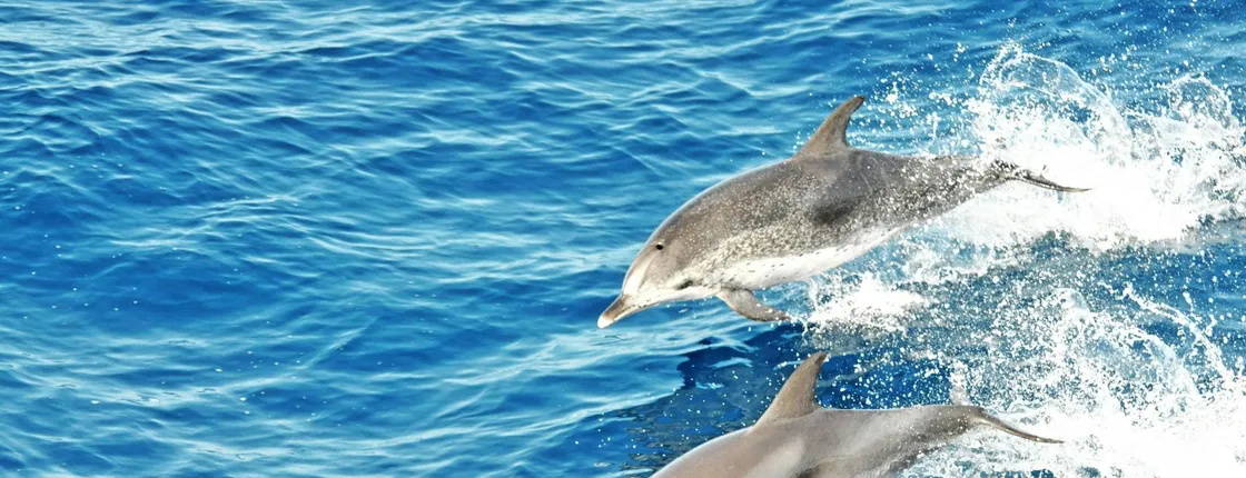 Jandia dolphin-watching cruise in Fuerteventura