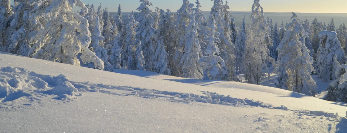 Wilderness  survival winter tour