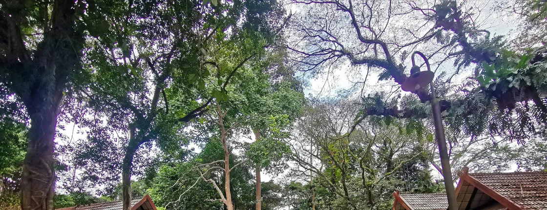 Taman Negara jungle tour