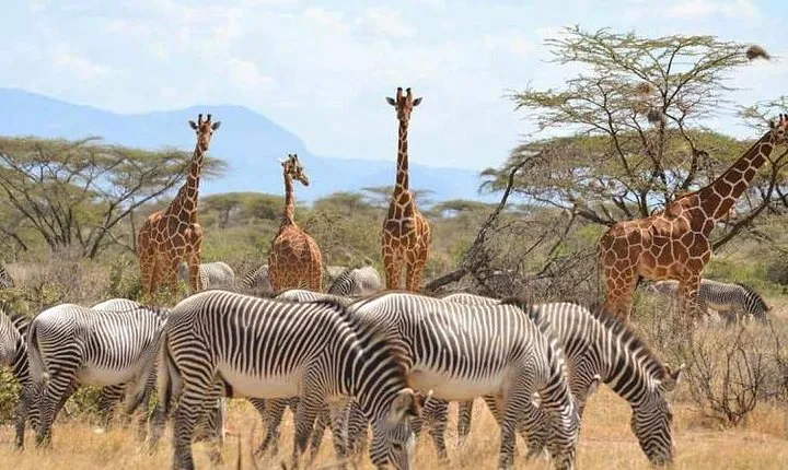 7 Day Maasai Mara, Lake Nakuru, Lake Naivasha and Samburu Safari