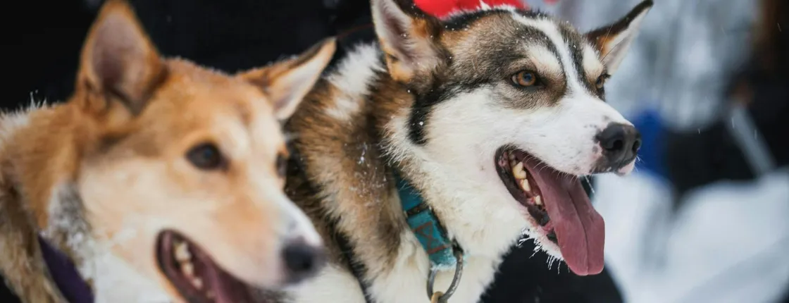 Reindeer and husky farm tour with snowmobiling