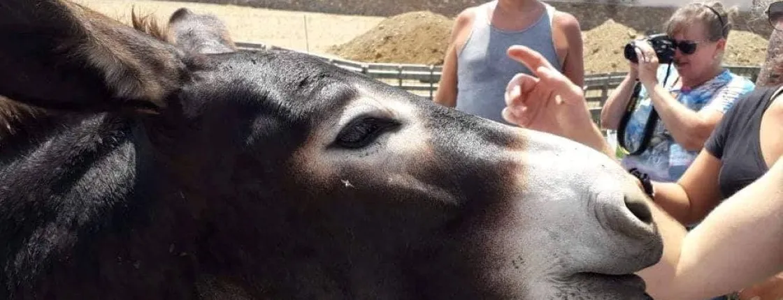 Mykonos farm visit and traditional farming experience