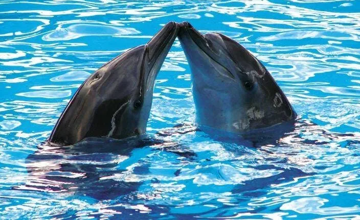 Delphinus Dolphin Experiences at Puerto Morelos