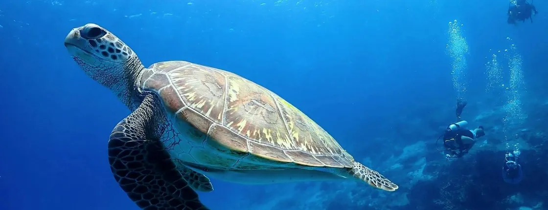 Racha Islands scuba diving trip with up to 3 dives at for all levels