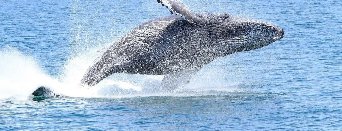 Whale and dolphin watching adventure tour in Orange County