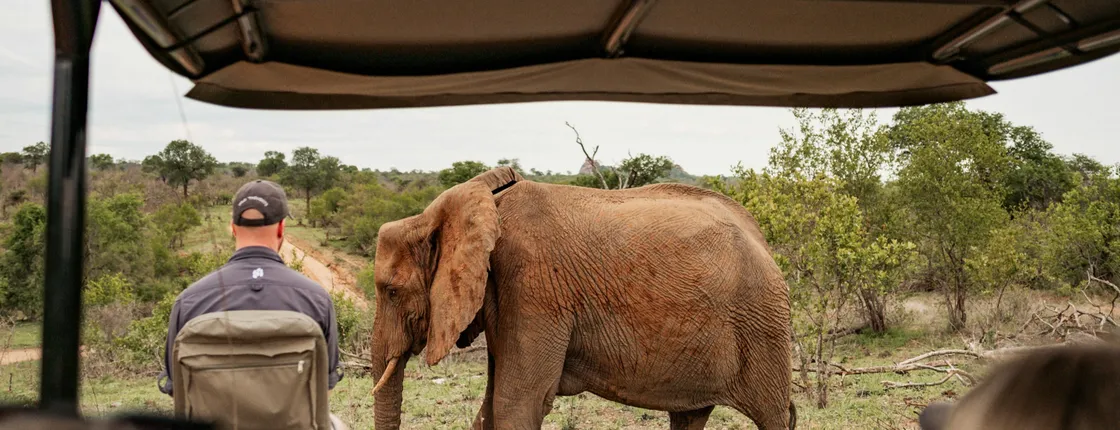 Tanzania Safari: Serengeti, Ngorongoro & Lake Manyara | Big Five Wildlife Experience