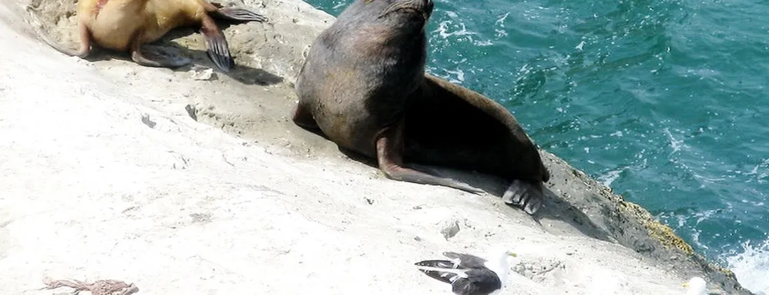 Peninsula Valdes and sea lions reserve tour from Puerto Madryn