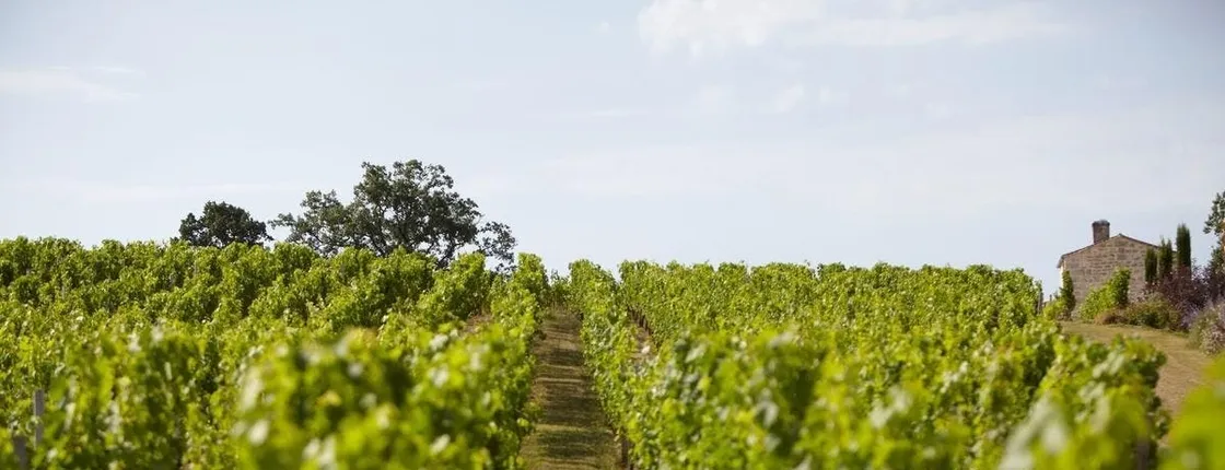 Vineyard experience and guided tour through Provence from Nice