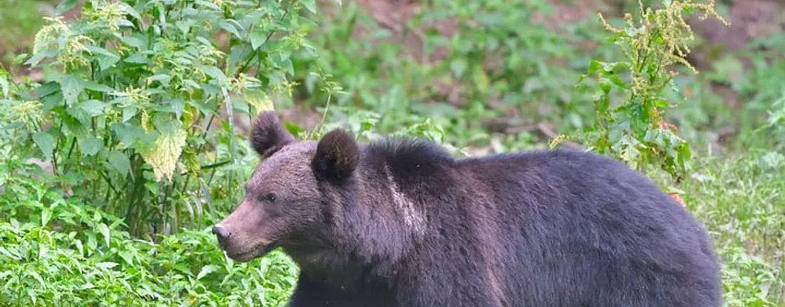 Carpathian wildlife observation experience from Brașov