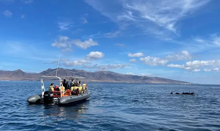 2h Dolphin and Whale Viewing + Snorkeling Tour
