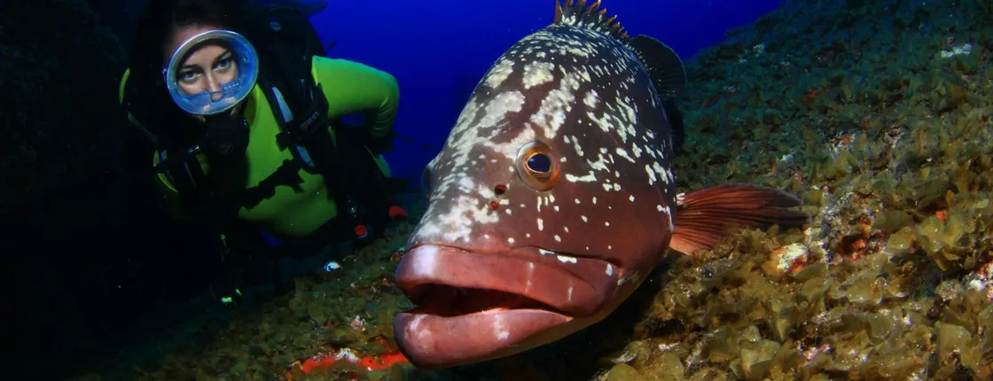 Rubicon Diving Courses
