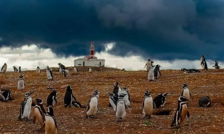 Magdalena Island Penguin Tour by Boat from Punta Arenas