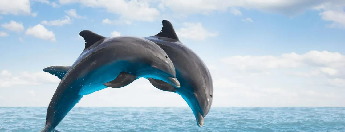 Dolphin watching speedboat ride in Muscat