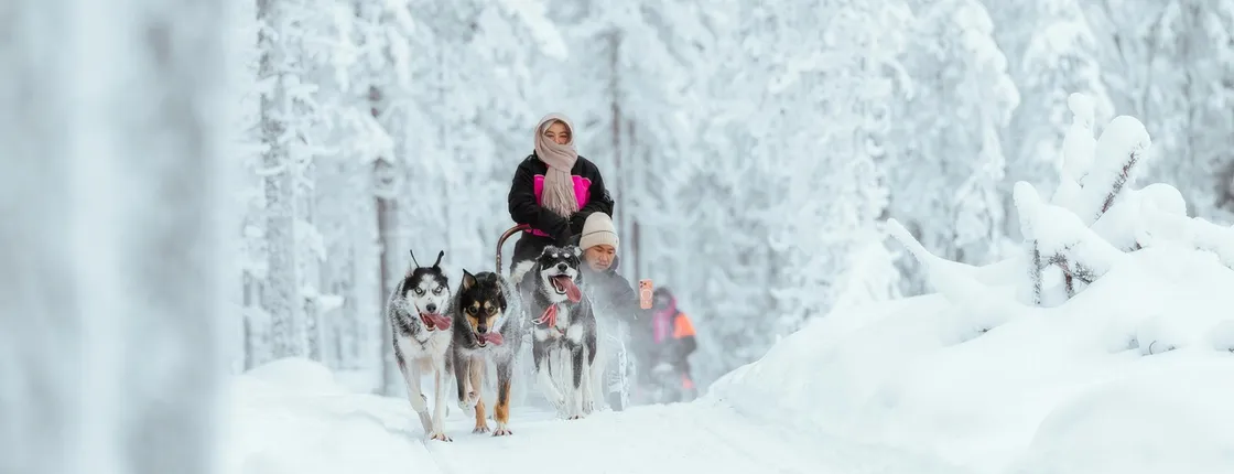 5 km husky safari and Lappish kota from Rovaniemi