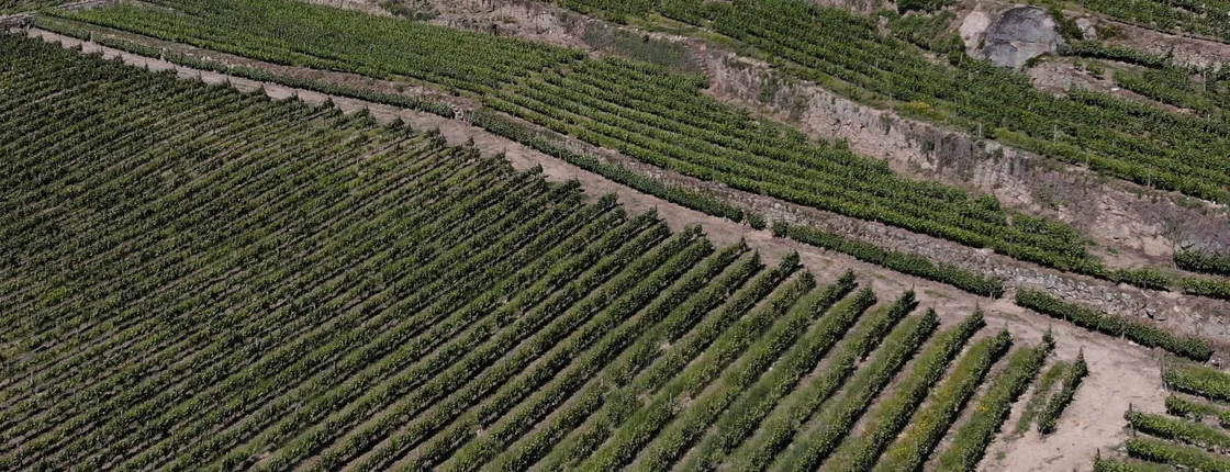 Wine tasting experience with tour of Quinta da Portela de Baixo winery