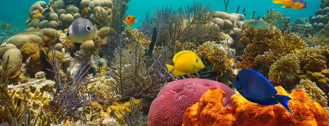 Key West morning reef snorkeling
