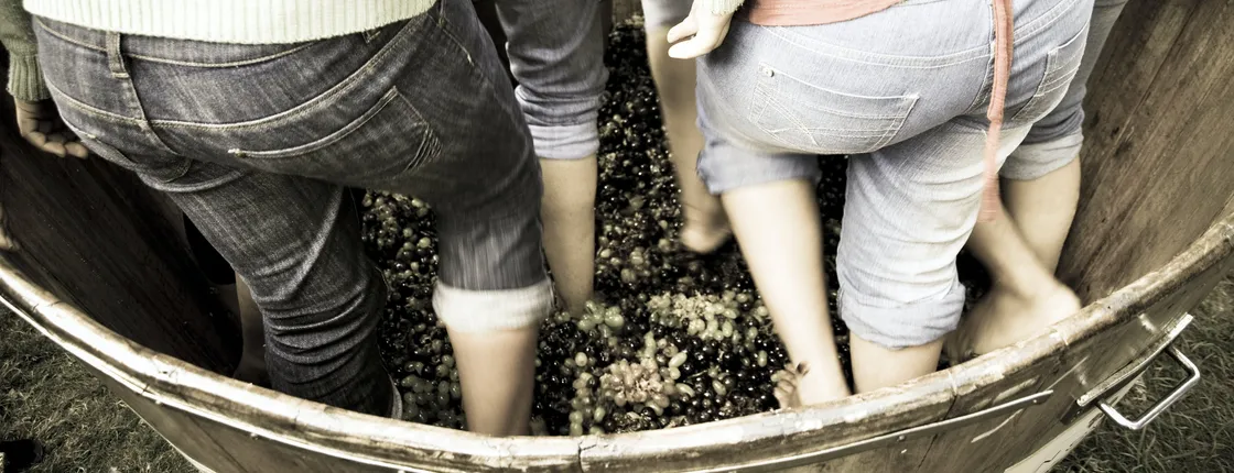 Grape stomping experience at Les Pastras